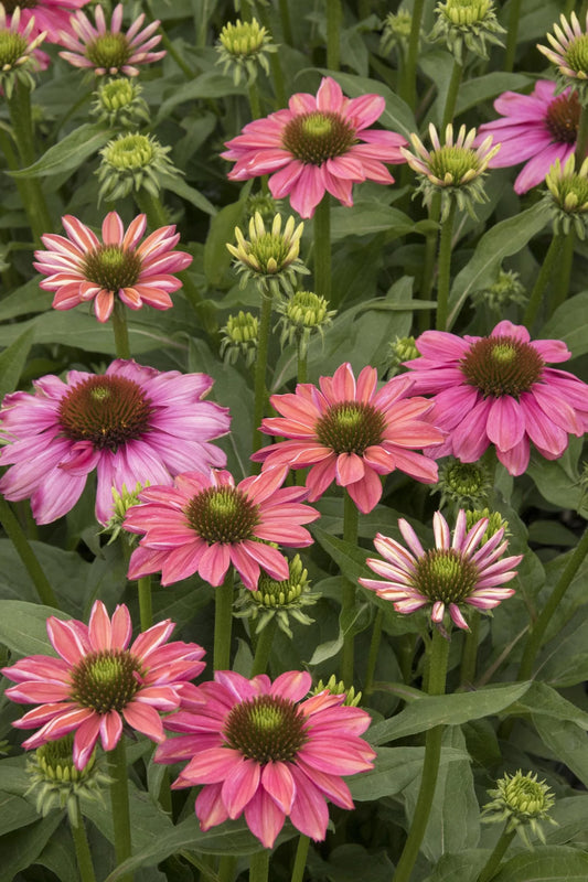 EVOLUTION COLORIFIC ECHINACEA 1gal
