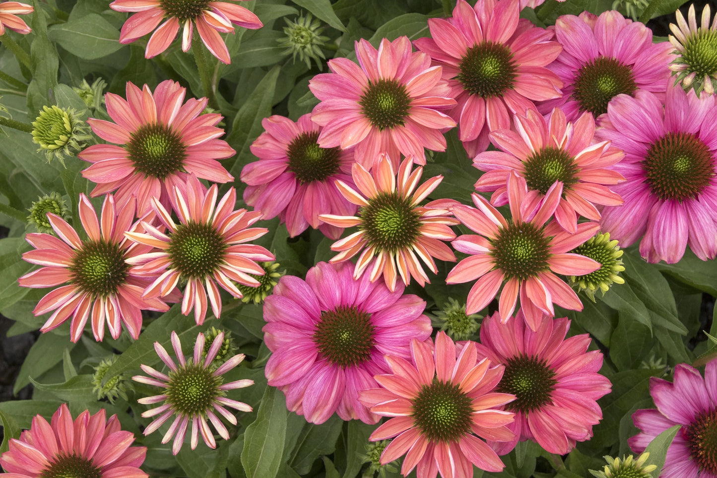 EVOLUTION COLORIFIC ECHINACEA 1gal