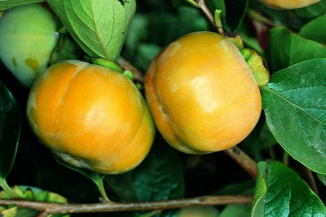 FUYU PERSIMMON 5gal