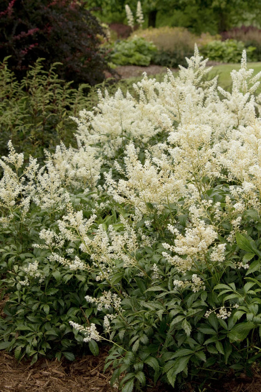 ASTILBE DEUTSCHLAND 1gal