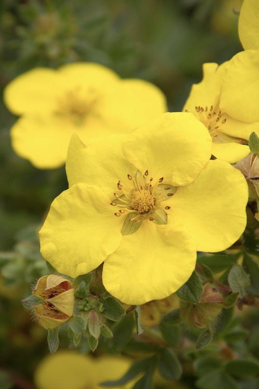 GOLD STAR POTENTILLA 1gal
