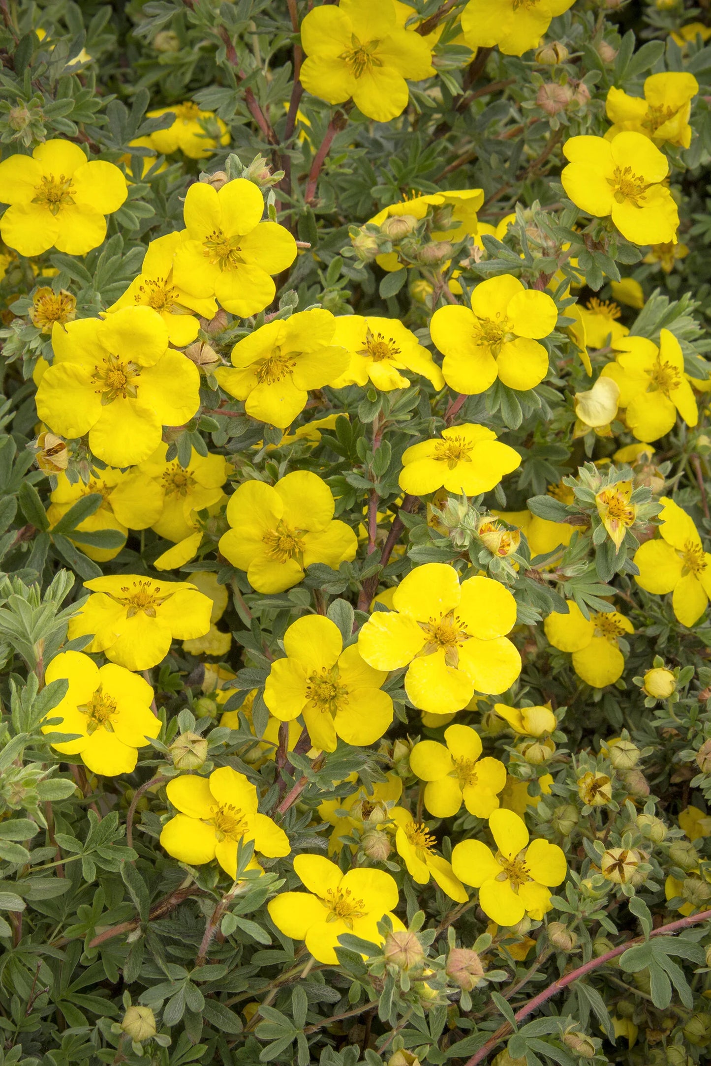 GOLD STAR POTENTILLA 1gal
