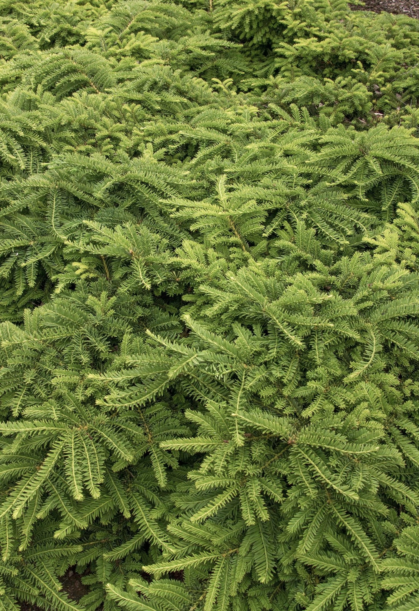 EMERALD SPREADER YEW 2gal
