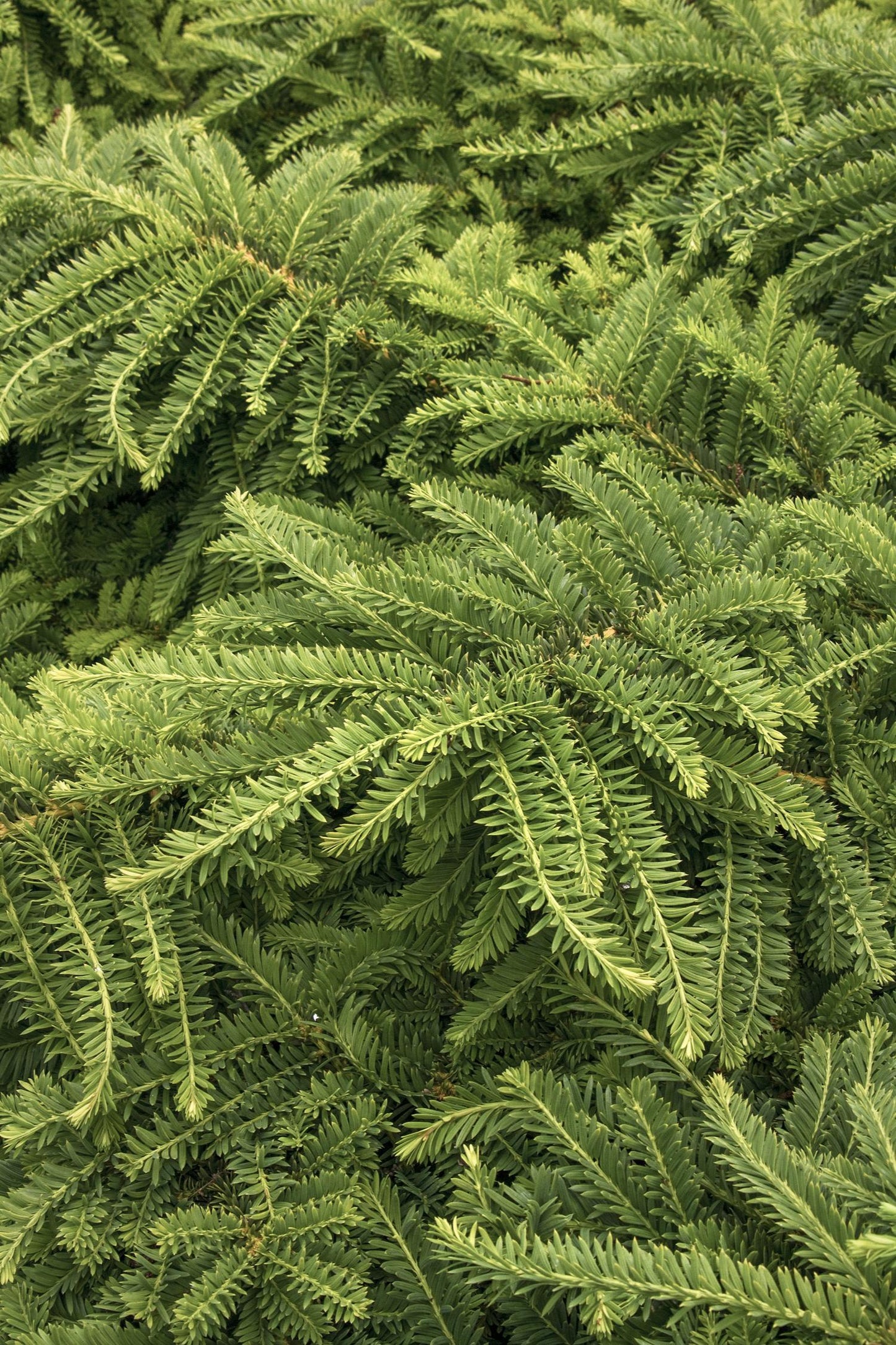 EMERALD SPREADER YEW 2gal