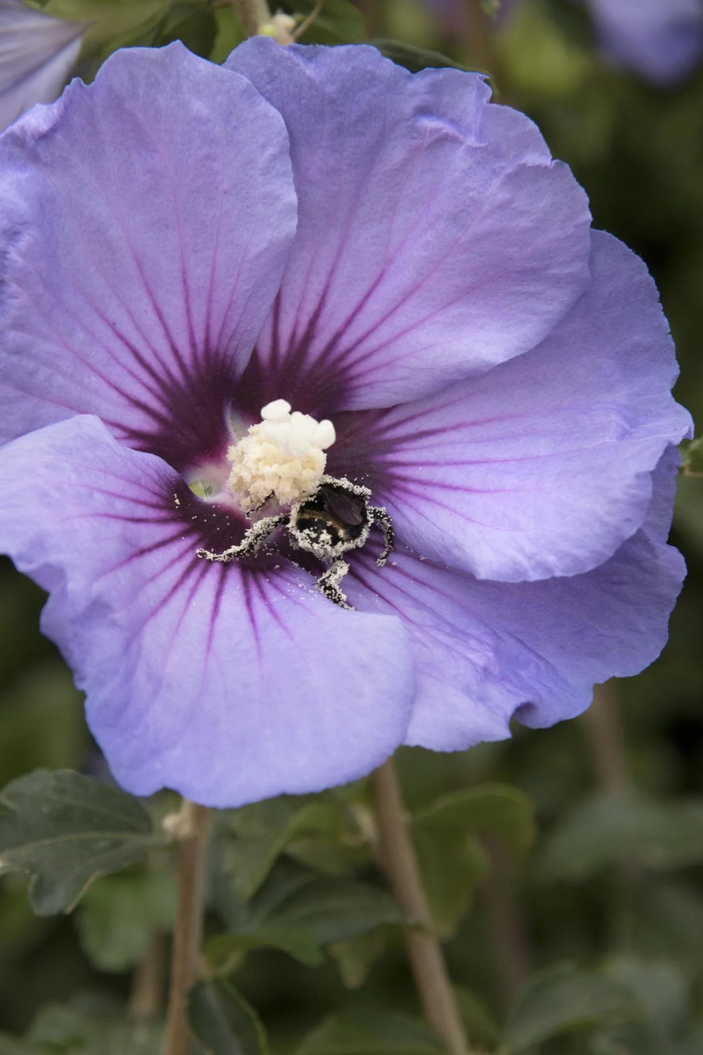 VERSAILLES ROSE OF SHARON PATIO TREE 5gal