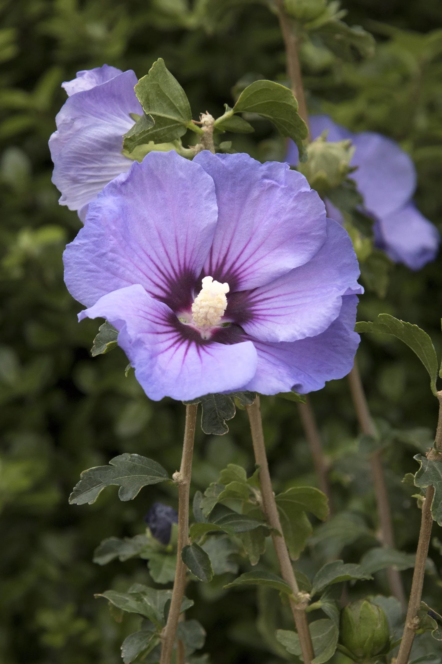 VERSAILLES ROSE OF SHARON PATIO TREE 5gal