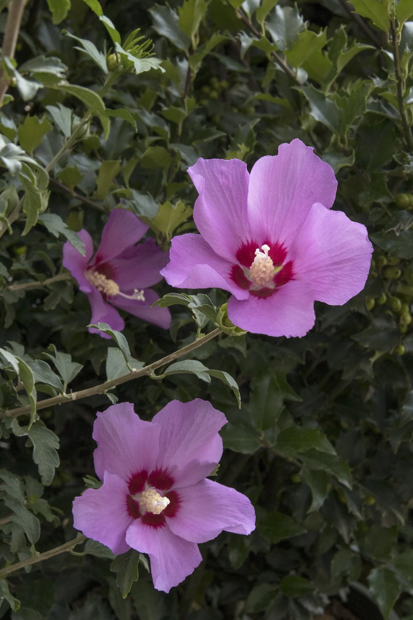 CHATEAU D'AMBOISE ROSE OF SHARON 2gal