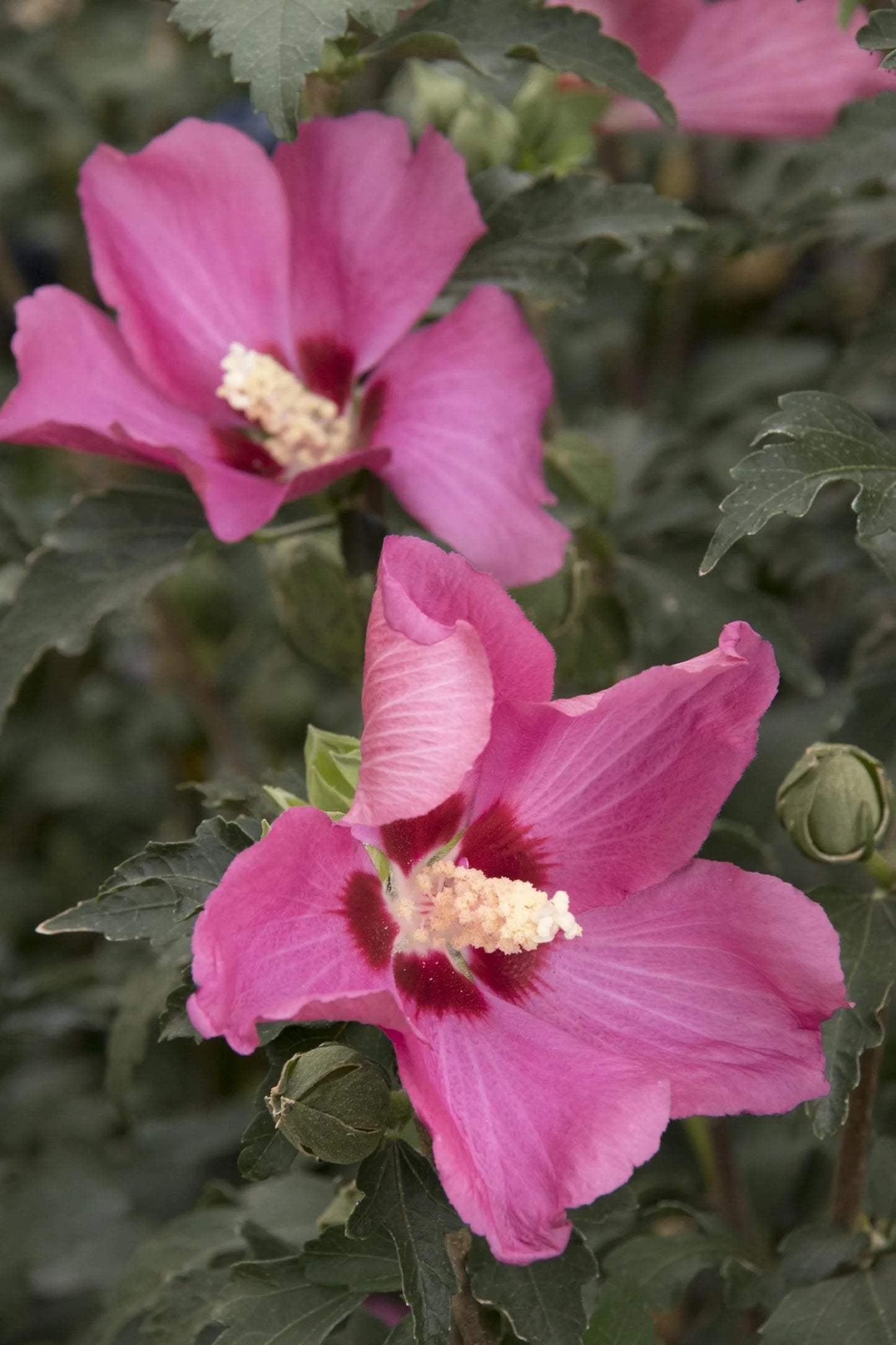 CHATEAU DE CHAMBORD ROSE OF SHARON PATIO TREE 5gal