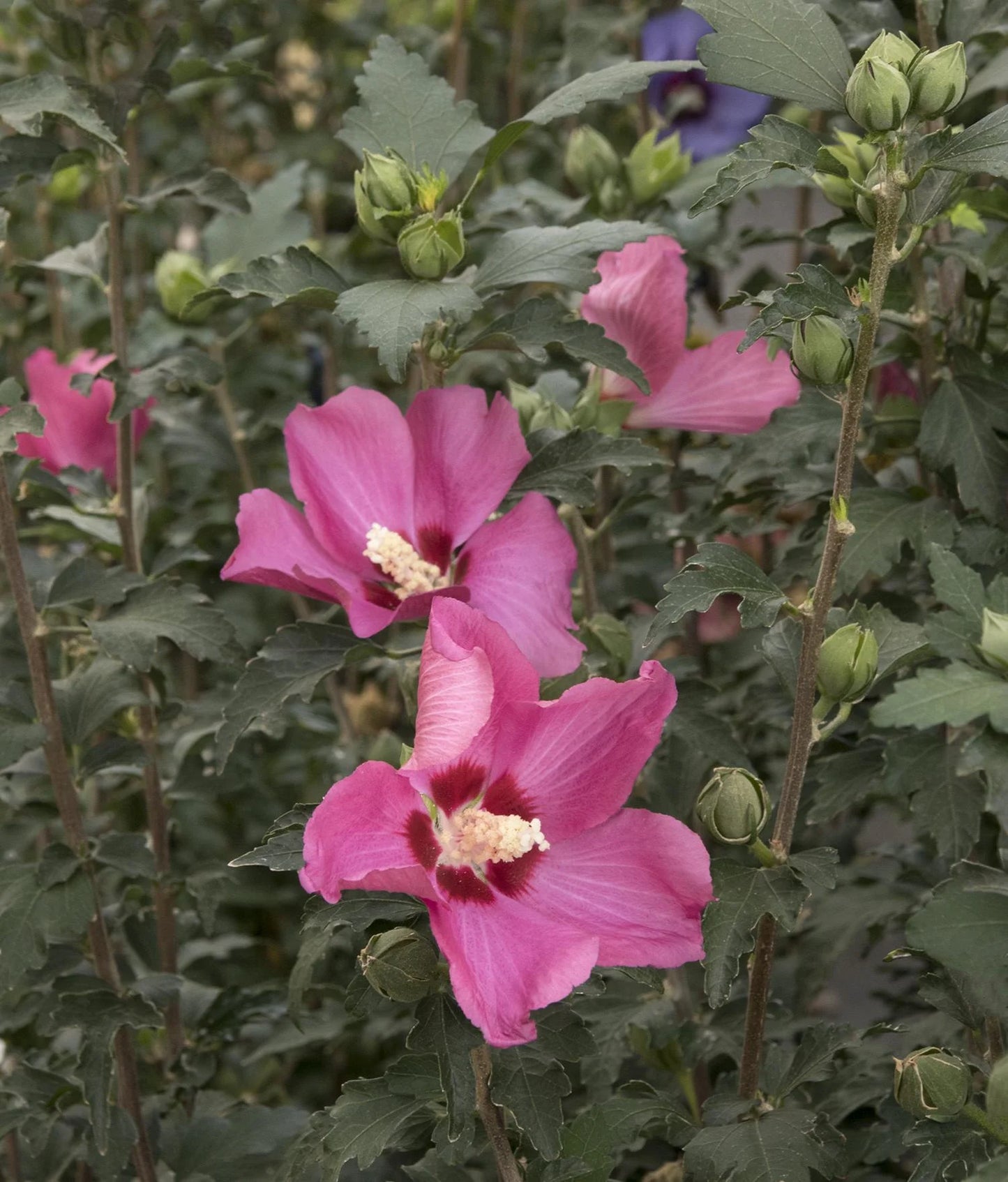CHATEAU DE CHAMBORD ROSE OF SHARON PATIO TREE 5gal