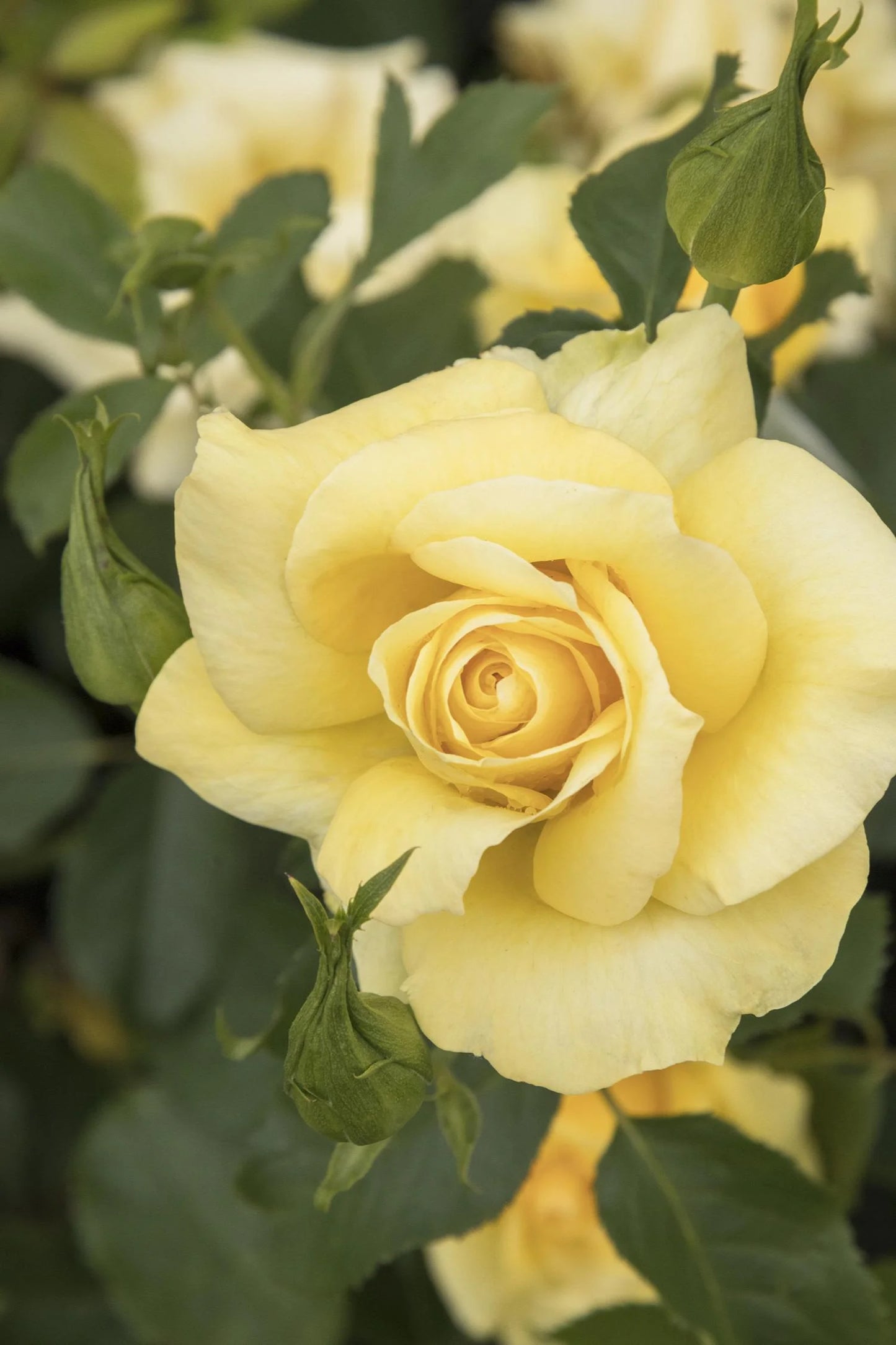 GRACE N GRIT YELLOW ROSE PATIO TREE 5gal