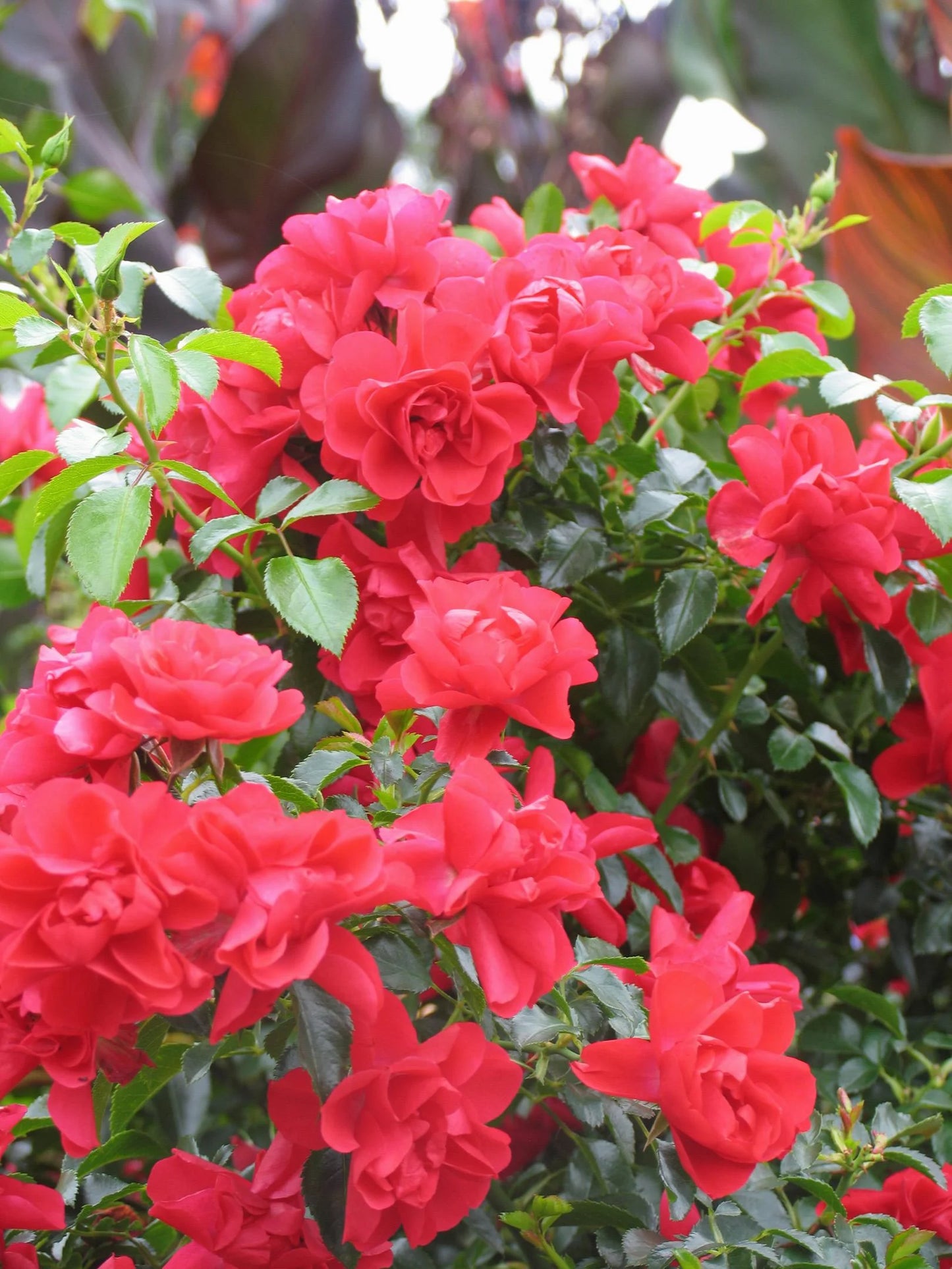 SCARLET FLOWER CARPET ROSE 2gal