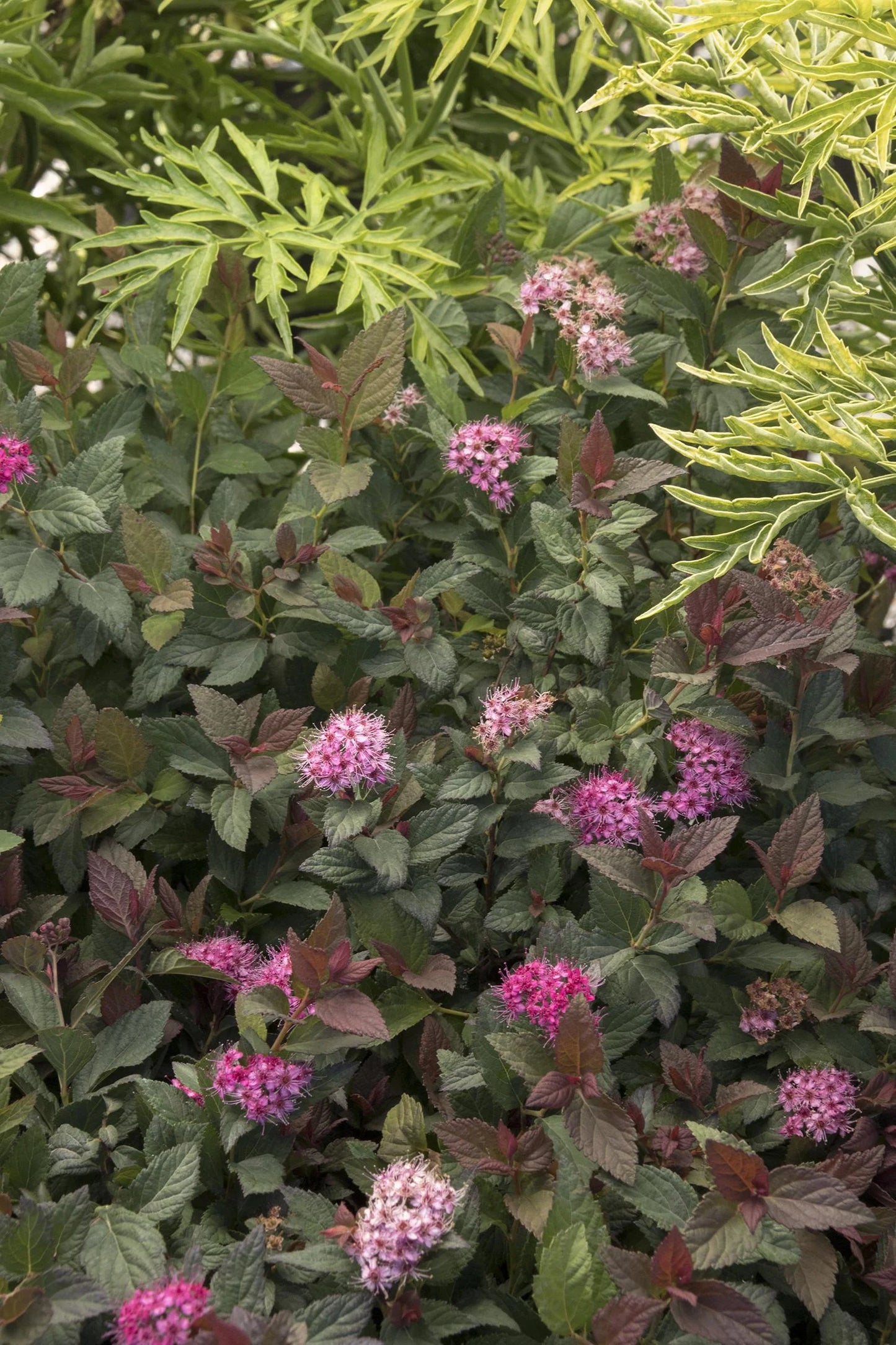 PLUMTASTIC SPIREA 2gal