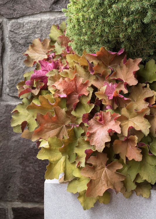 CARAMEL HEUCHERA 1gal