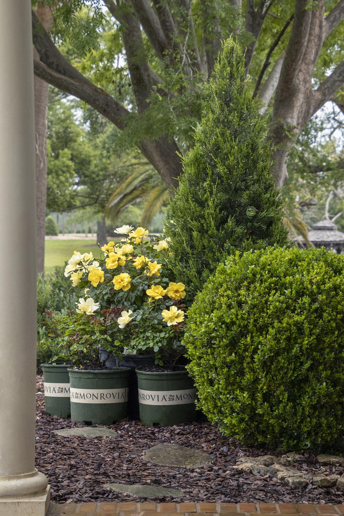 GRACE N GRIT YELLOW ROSE PATIO TREE 5gal
