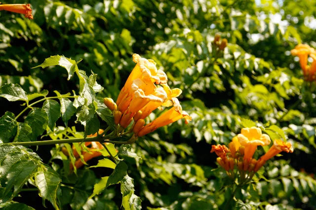 YELLOW TRUMPET VINE 1gal STAKED