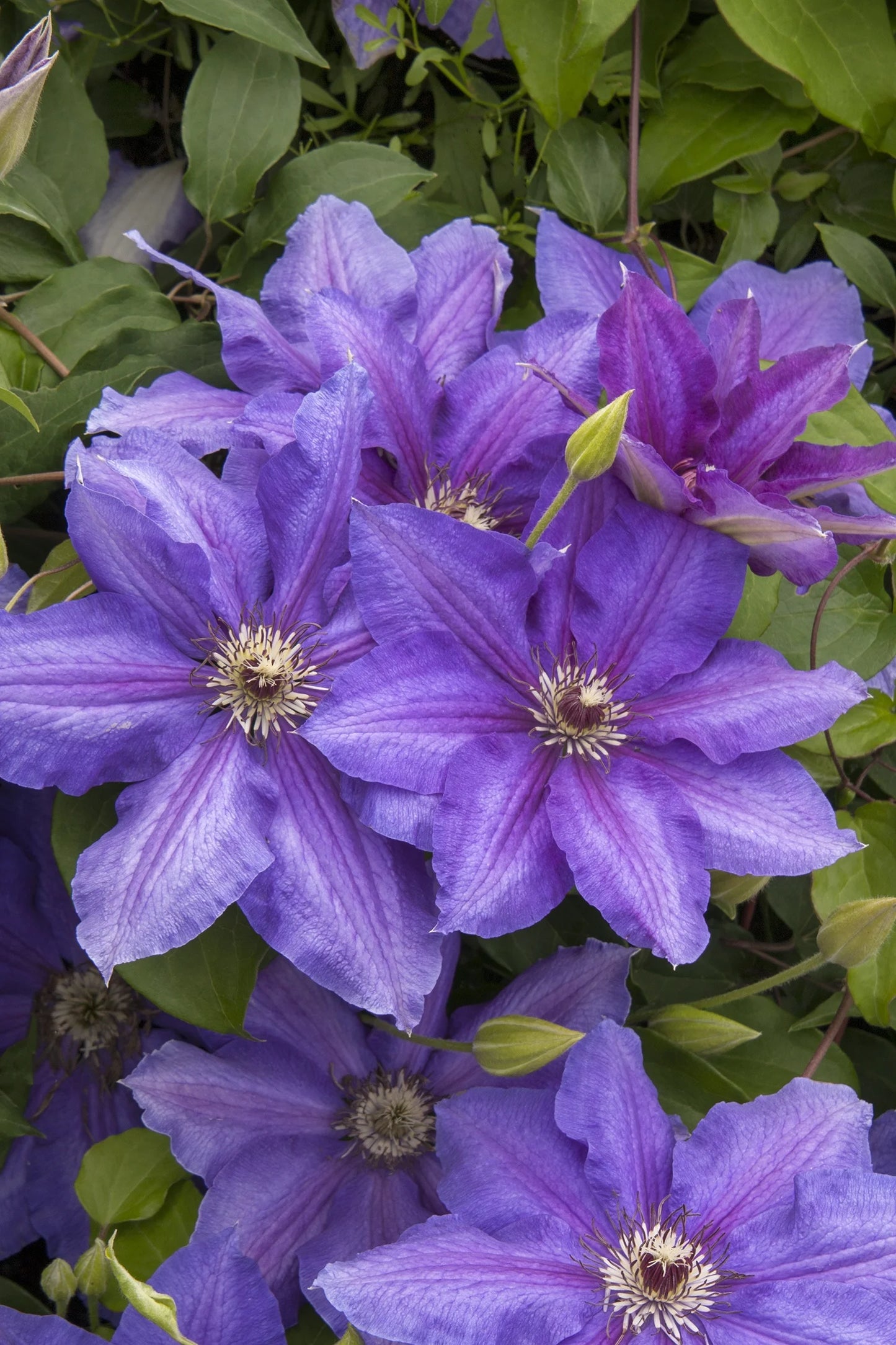 STARRY NIGHTS CLEMATIS 1gal