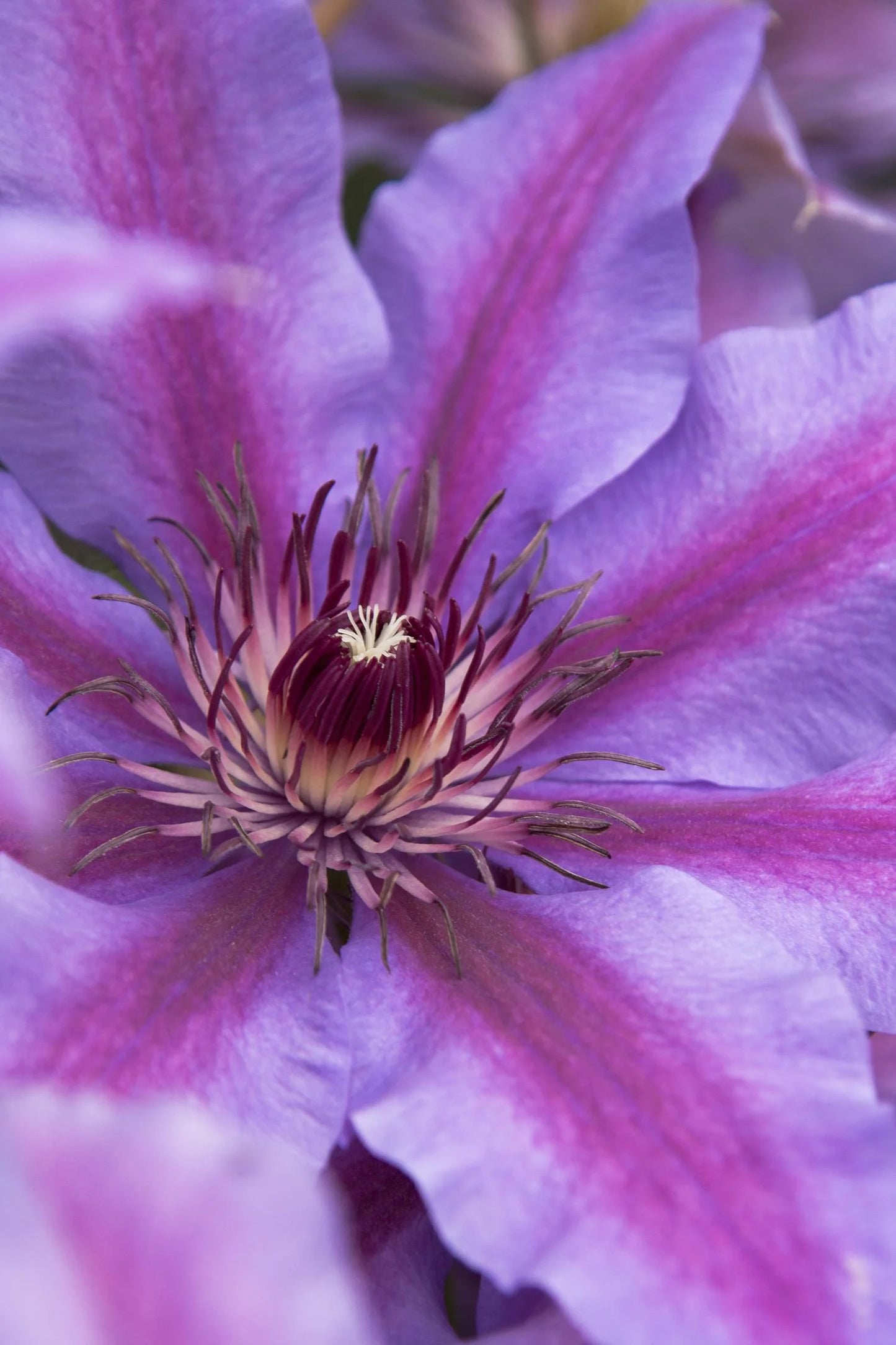 STARRY NIGHTS CLEMATIS 1gal