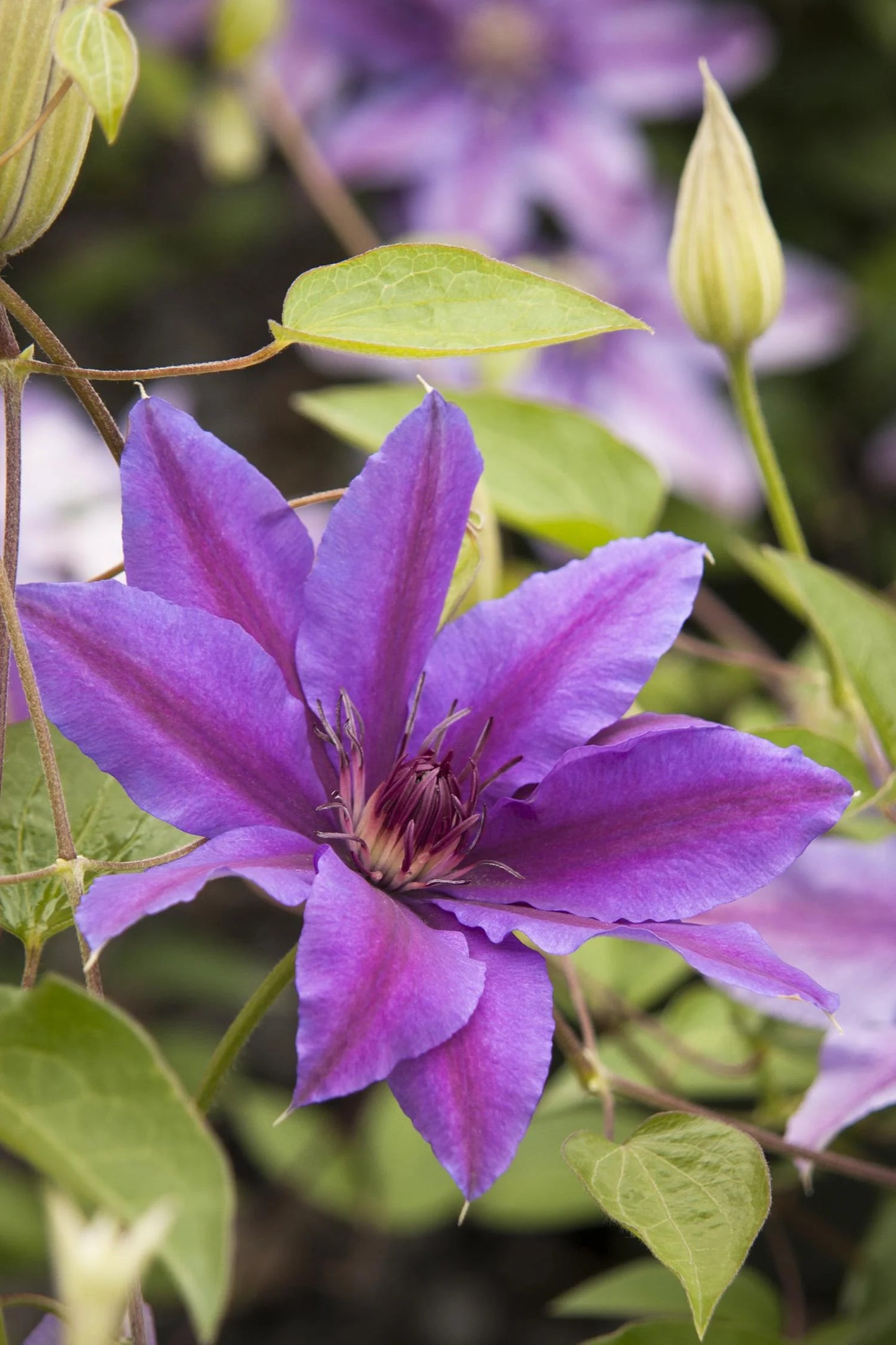 STARRY NIGHTS CLEMATIS 1gal