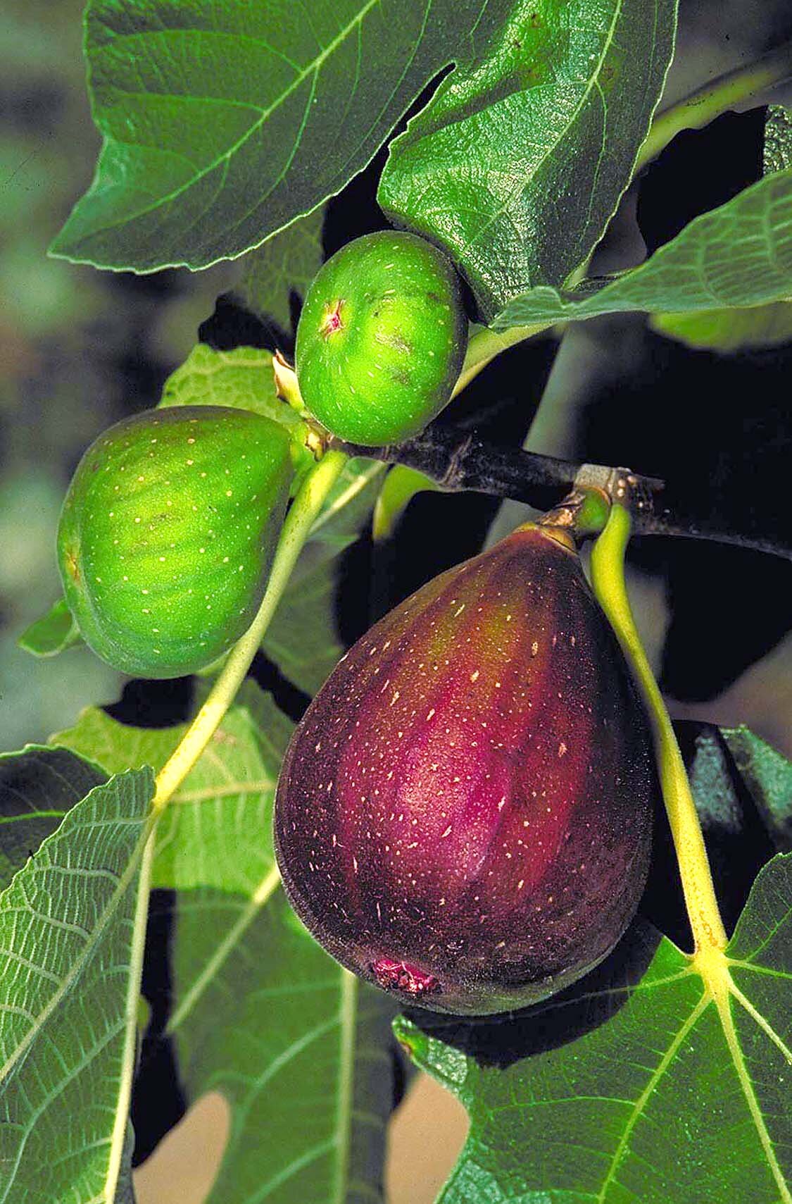 BROWN TURKEY FIG 5gal