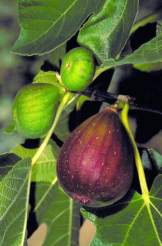 BROWN TURKEY FIG 5gal