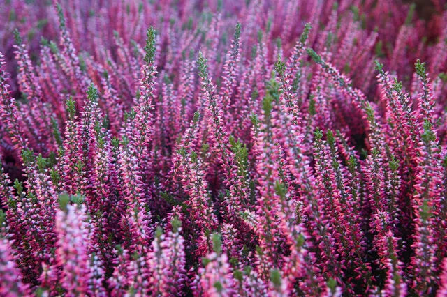 MERLYN SCOTCH HEATHER 1gal