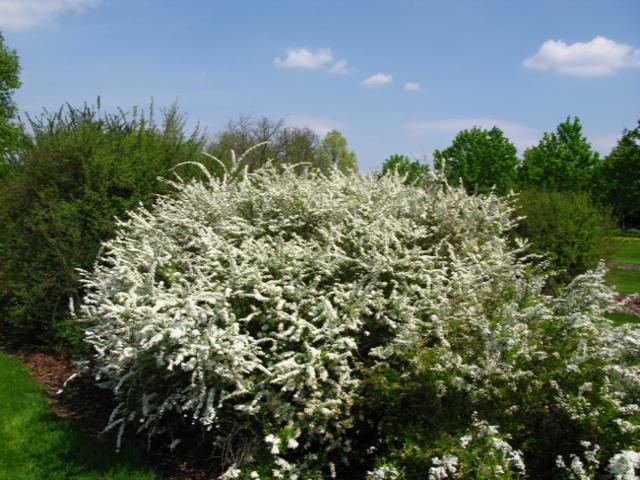 SNOWMOUND SPIRAEA 3gal