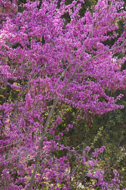 WESTERN CLAREMONT REDBUD TREE 5gal