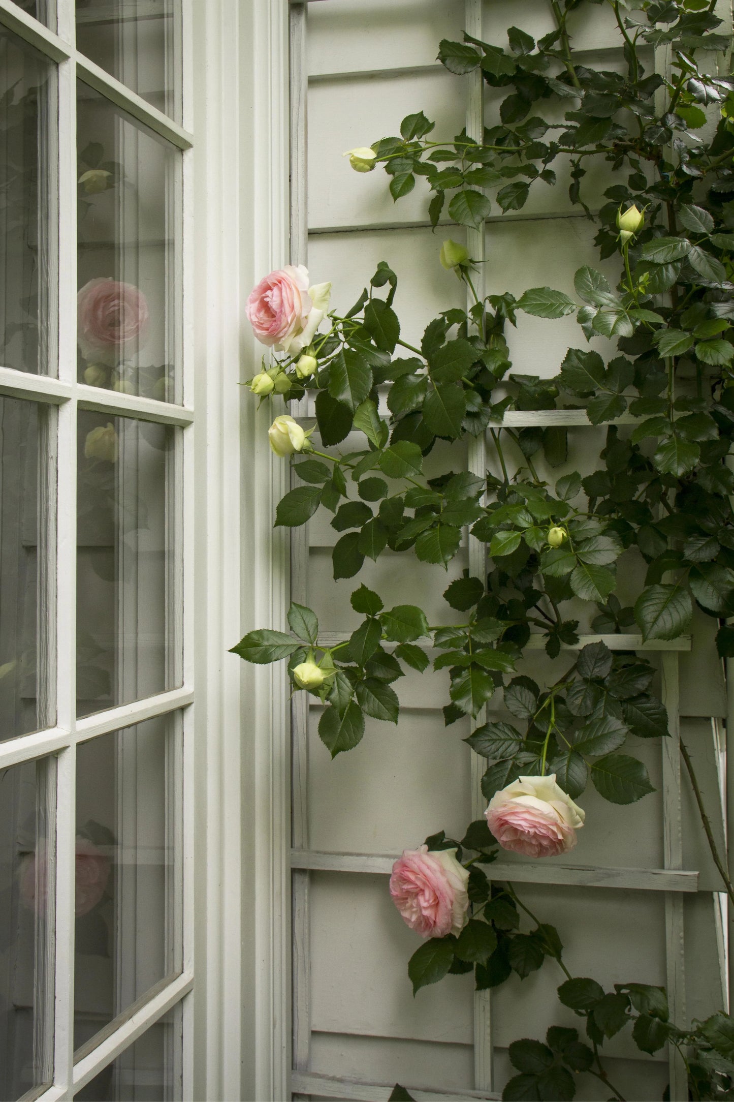 EDEN CLIMBING ROSE 2gal