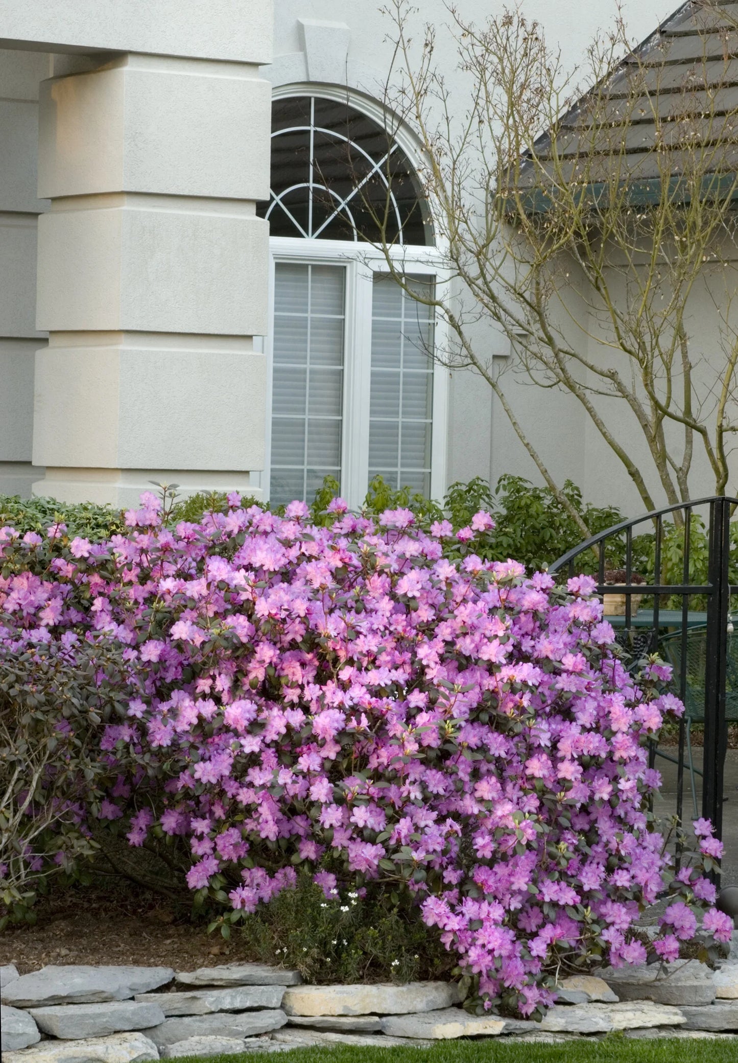 PJM Elite Rhododendron (RHODO. PJM ELITE) - 3 gallon 15"