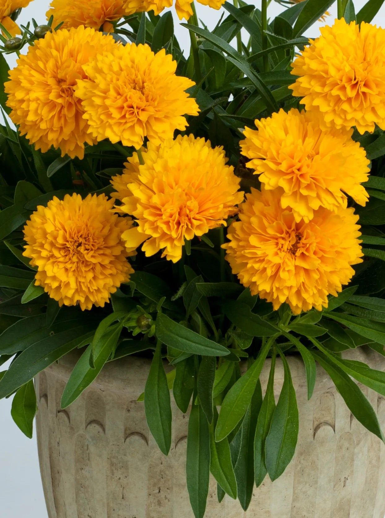 GOLDEN SPHERE COREOPSIS 1gal