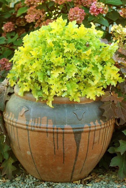 LIME MARMALADE HEUCHERA 1gal
