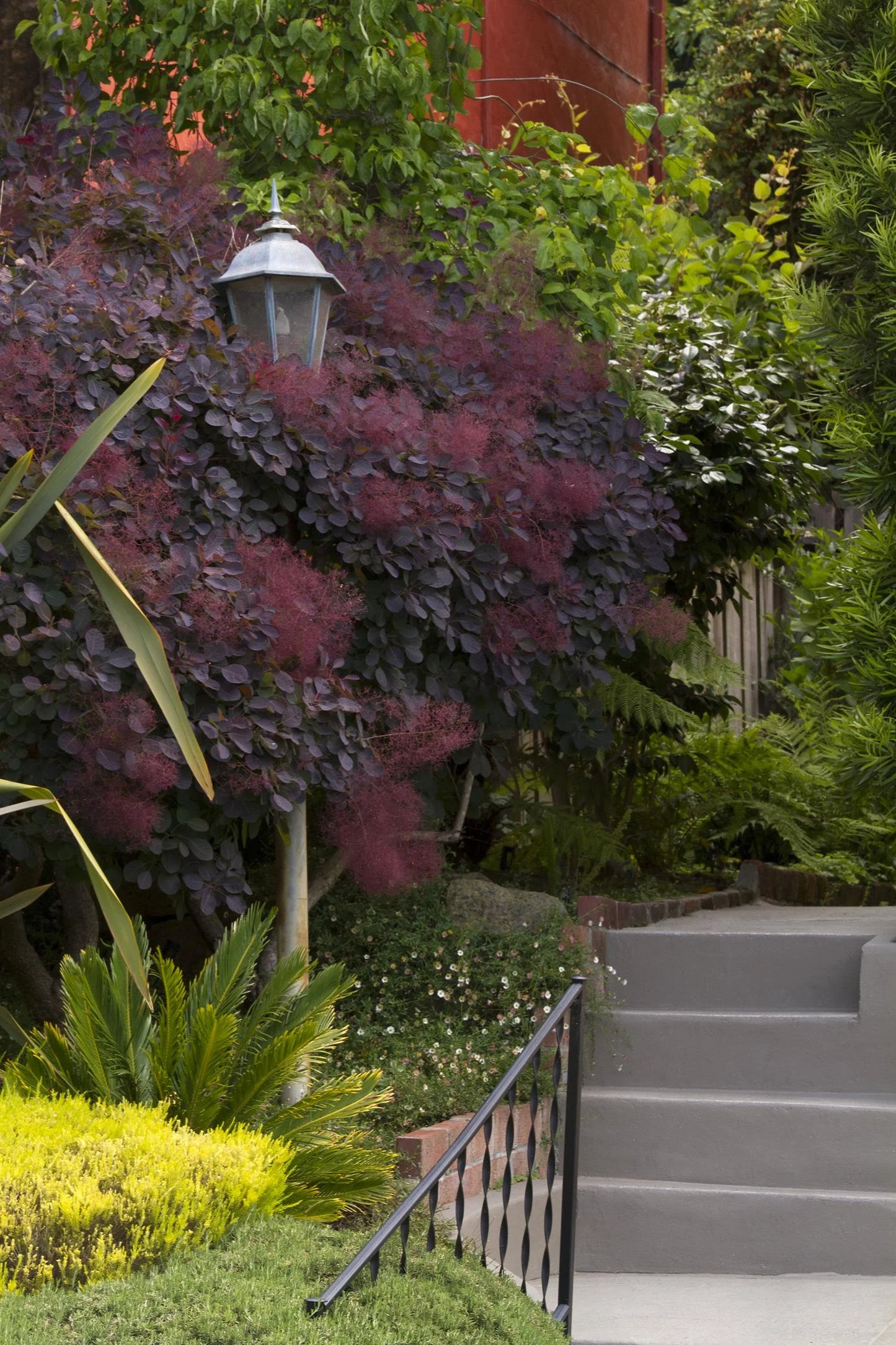 ROYAL PURPLE SMOKE TREE 2gal