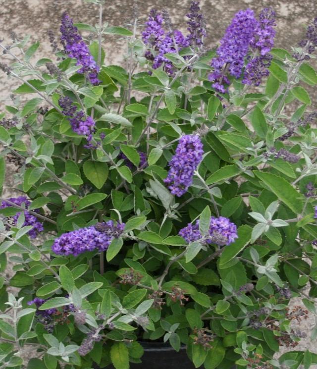 FLUTTERFLY PETITE BLUE HEAVEN BUTTERFLY BUSH 2gal
