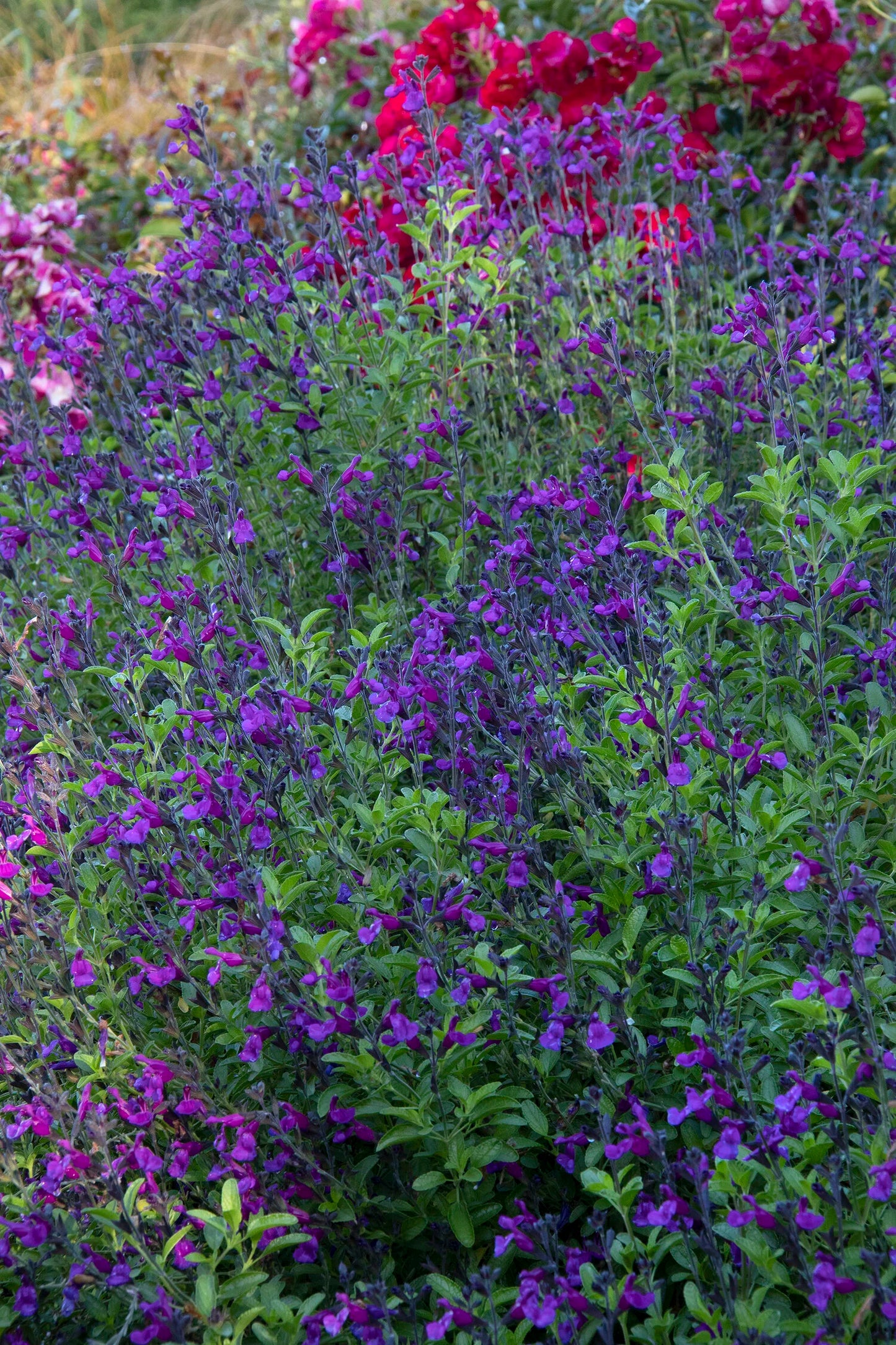 IGNITION PURPLE SALVIA 1gal