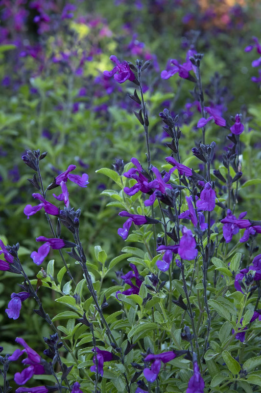 IGNITION PURPLE SALVIA 1gal