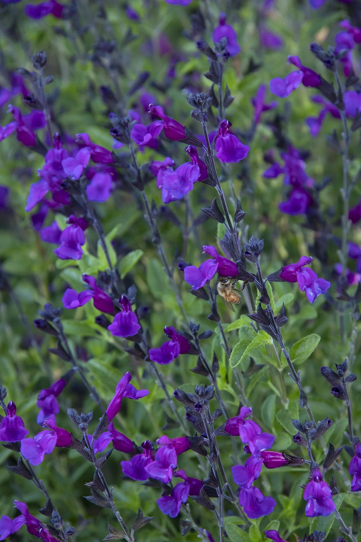 IGNITION PURPLE SALVIA 1gal