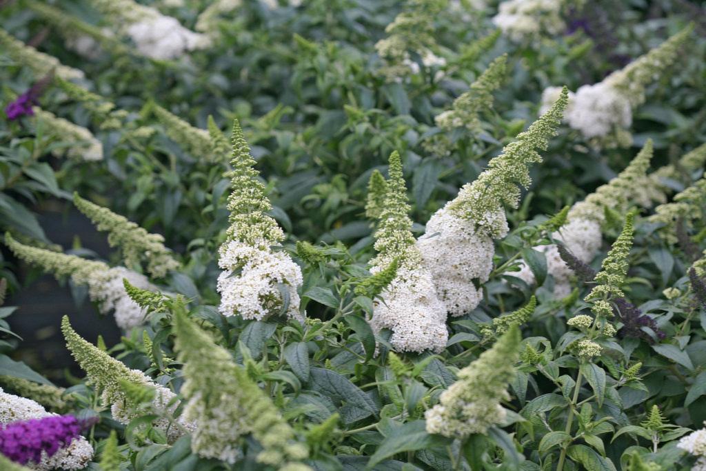 PUGSTER WHITE BUTTERFLY BUSH 3gal