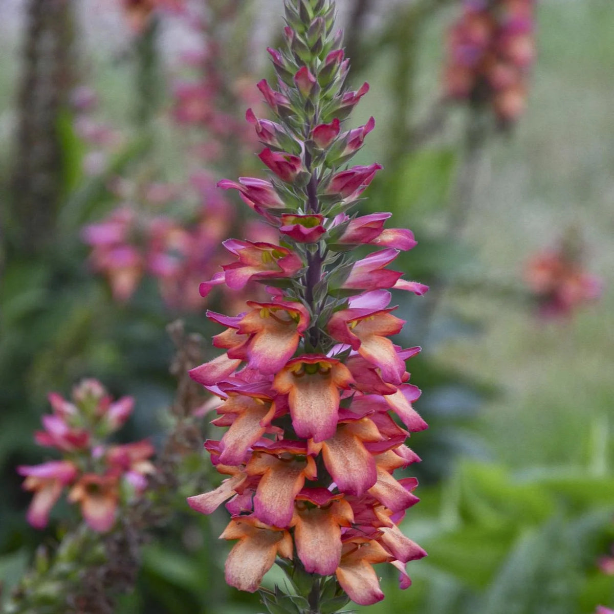 ASSORTED FOXGLOVE 1gal