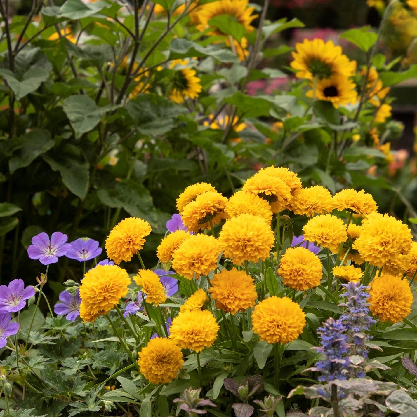 GOLDEN SPHERE COREOPSIS 1gal