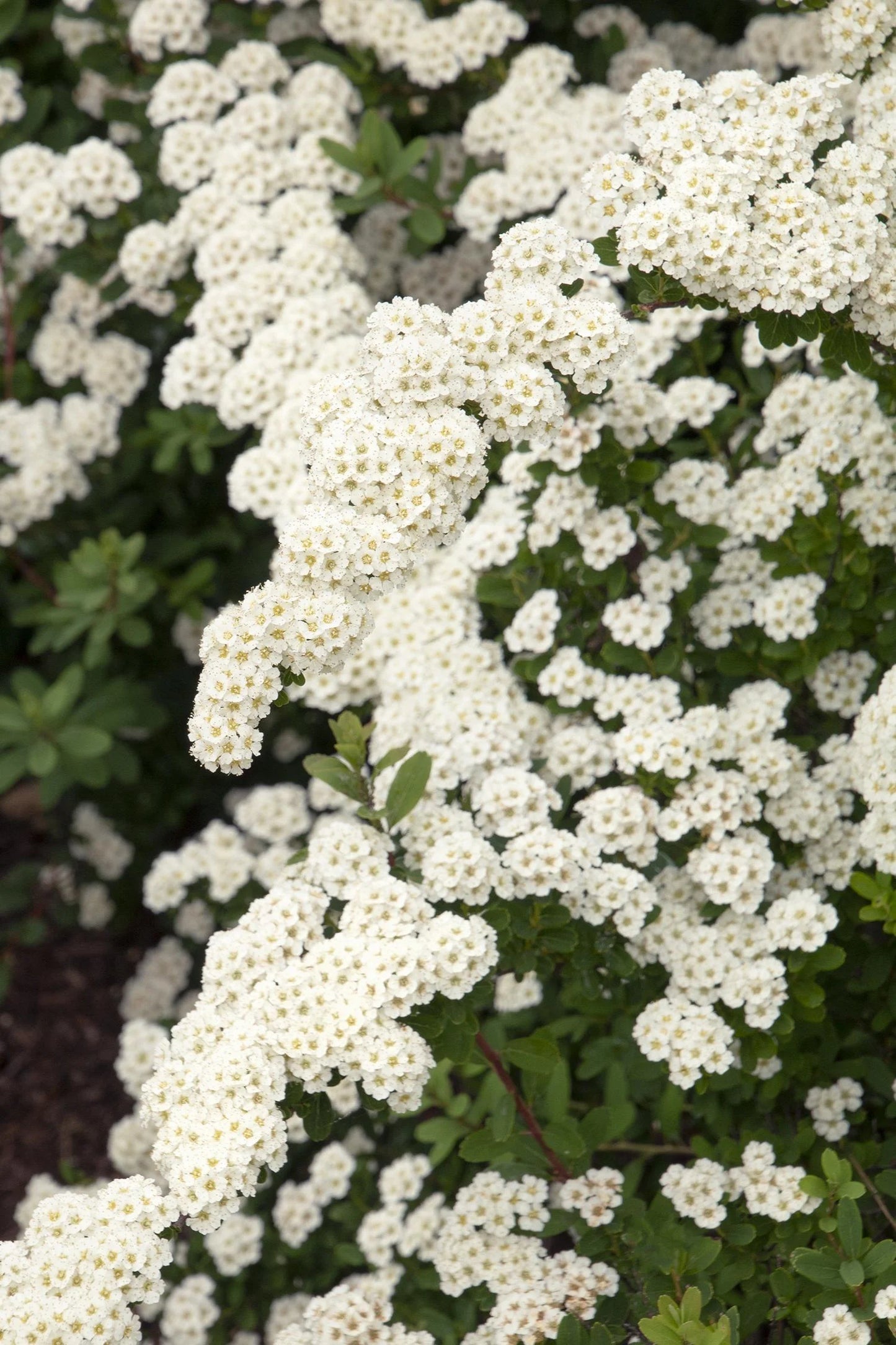 SNOWMOUND SPIRAEA 3gal