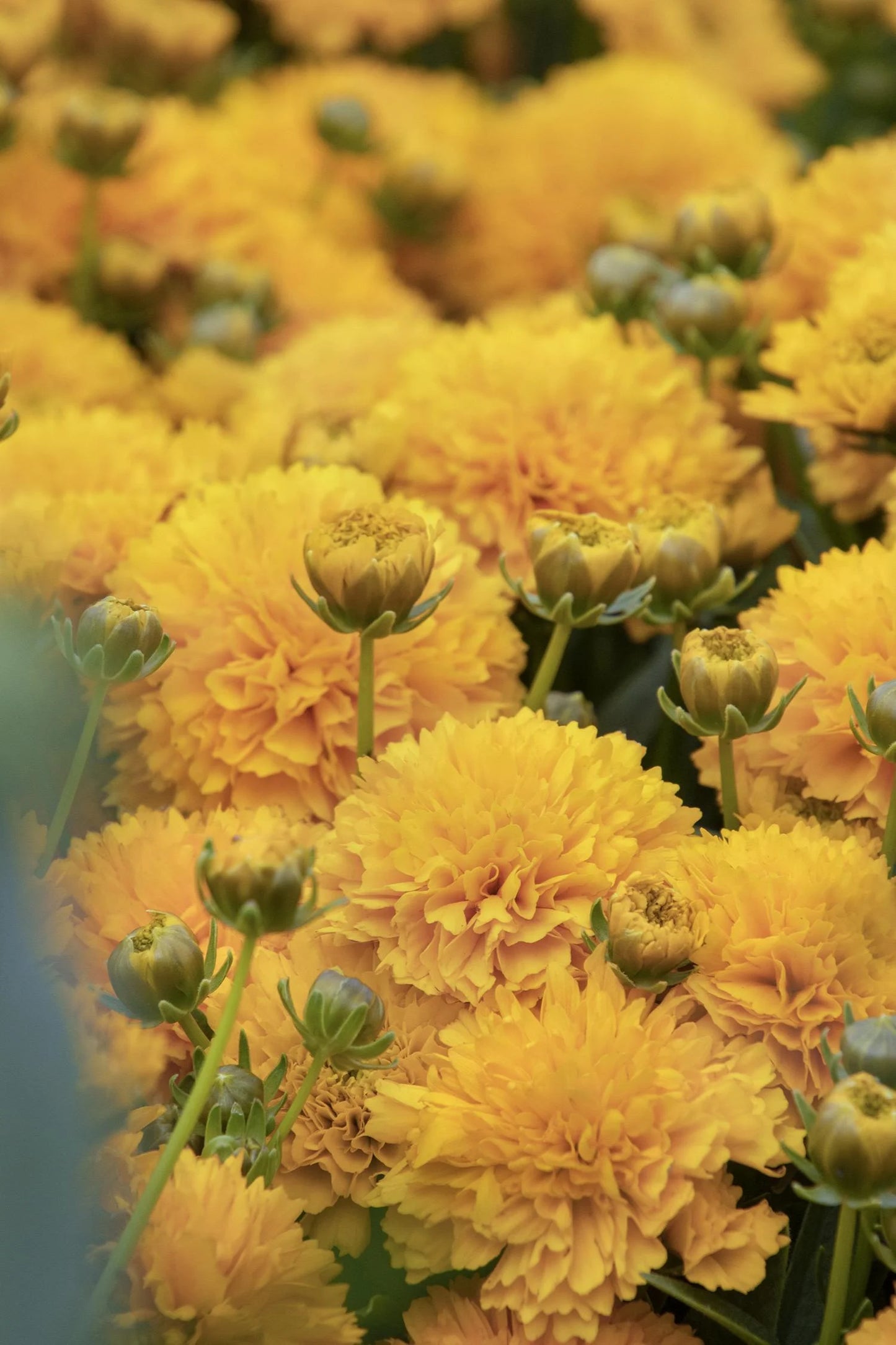 GOLDEN SPHERE COREOPSIS 1gal
