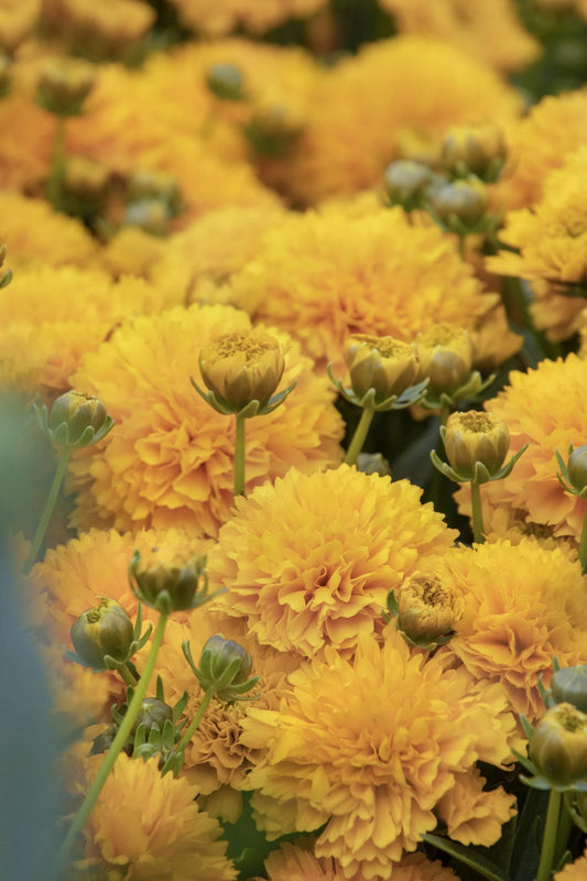 GOLDEN SPHERE COREOPSIS 1gal