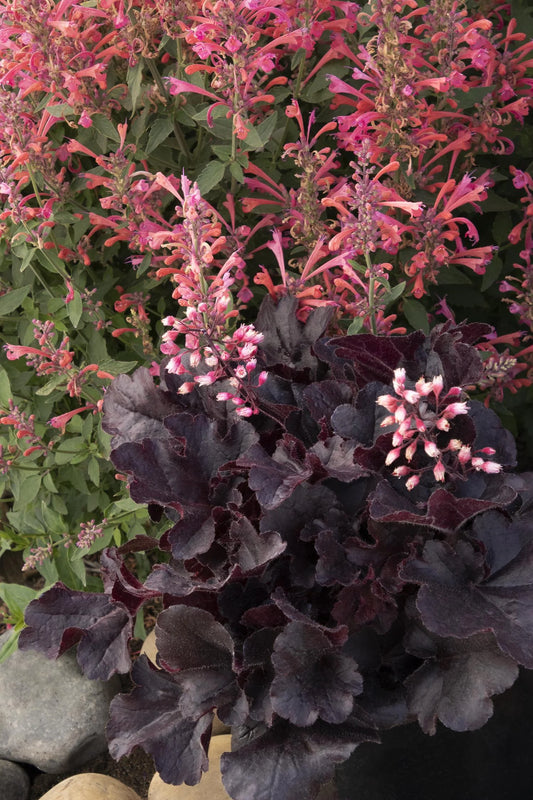DARK N BRIGHT HEUCHERA 1gal