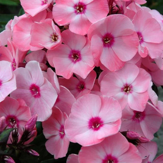 PHLOX SWEET SUMMER QUEEN 1 GAL