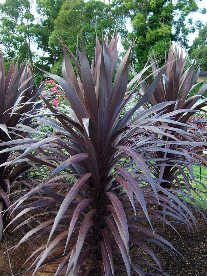 CORDYLINE BURGUNDY SPIRE 1gal