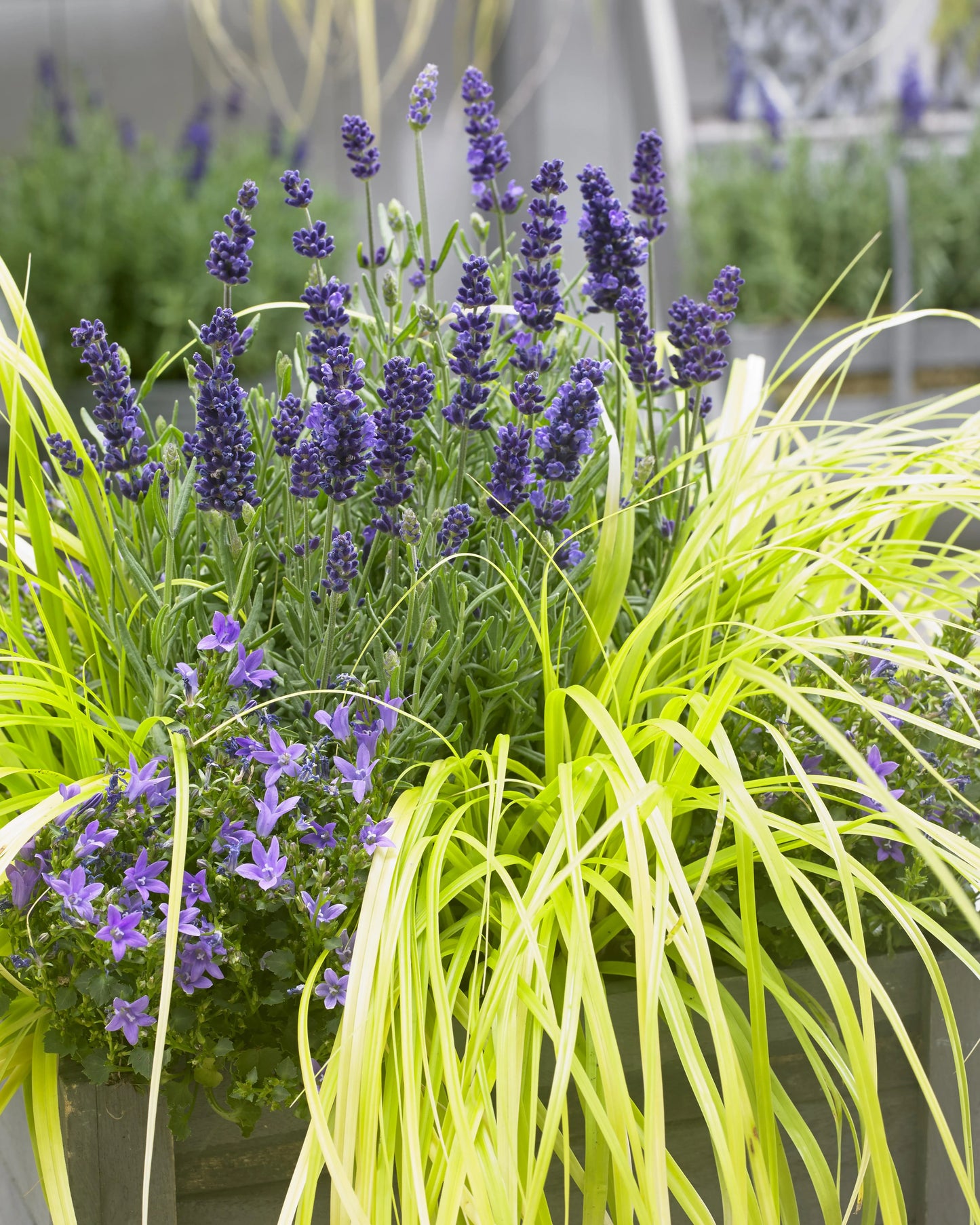 EVERCOLOR SEDGE 1gal
