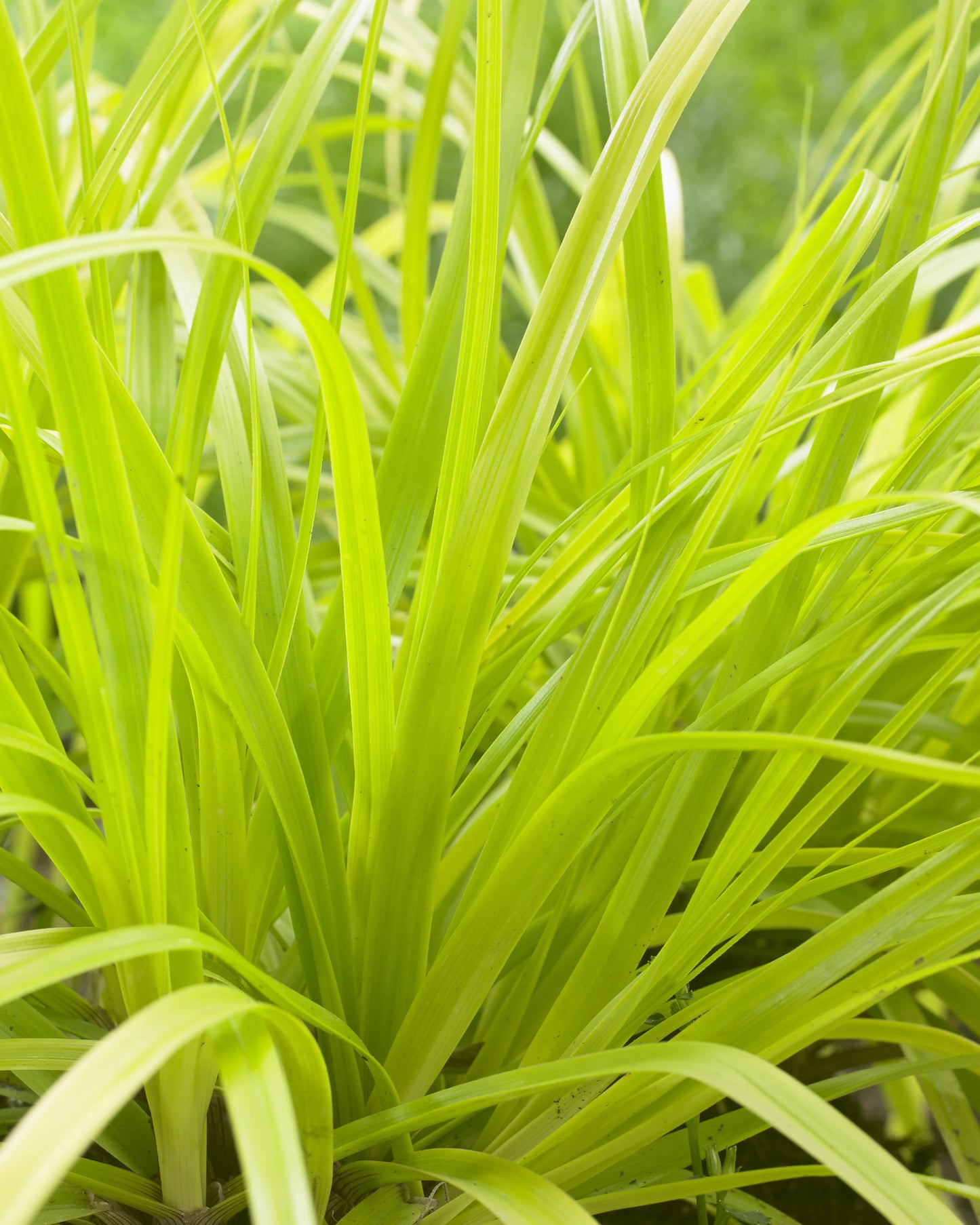 EVERCOLOR SEDGE 1gal