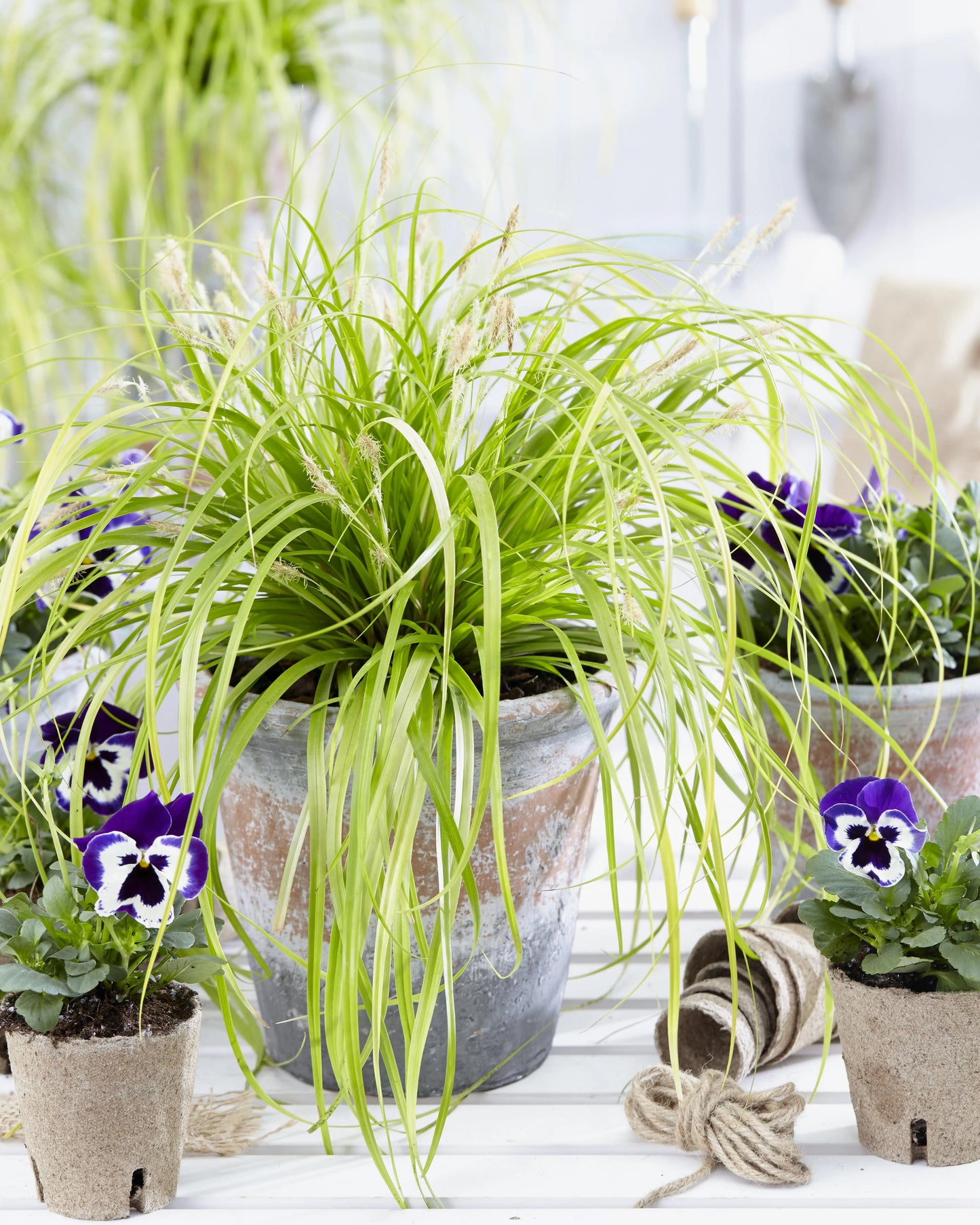 EVERCOLOR SEDGE 1gal