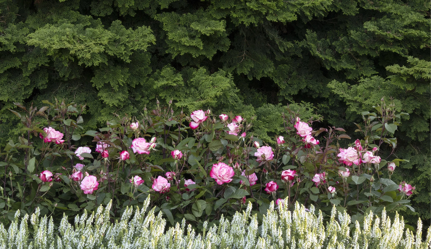GRACE N GRIT PINK BICOLOR SHRUB ROSE 2gal