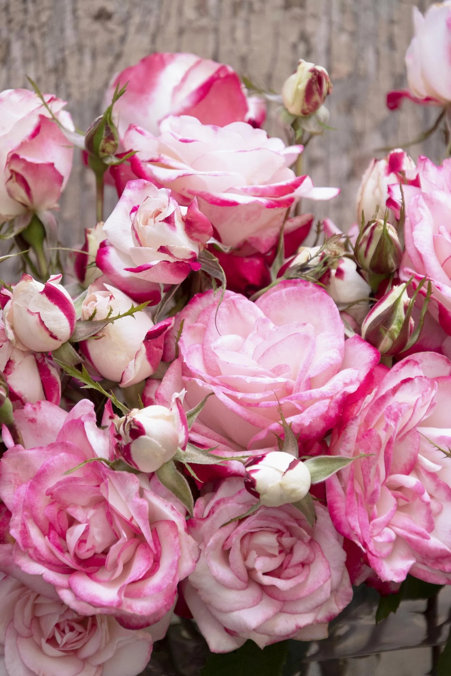 GRACE N GRIT PINK BICOLOR SHRUB ROSE 2gal